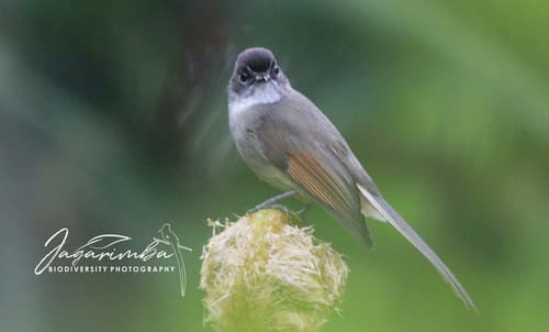 Brown-capped Fantail