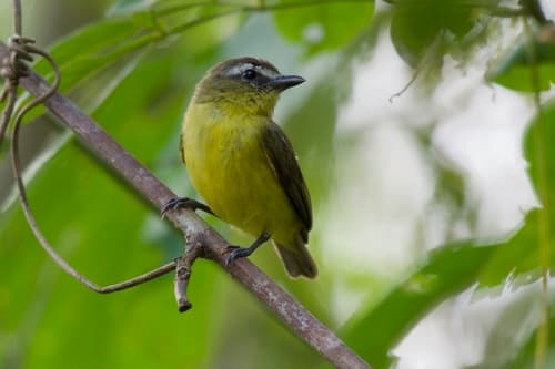 Brown-capped Tyrannulet