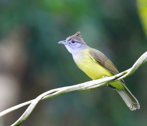 Brown-cheeked Bulbul