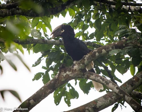 Brown-cheeked Hornbill