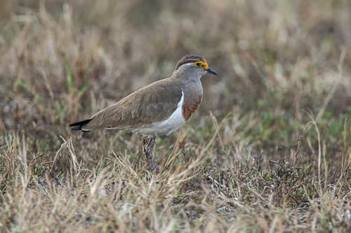 Brown-chested Lapwing