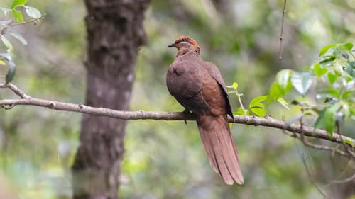 Brown Cuckoo-Dove