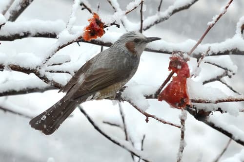 Brown-eared Bulbul