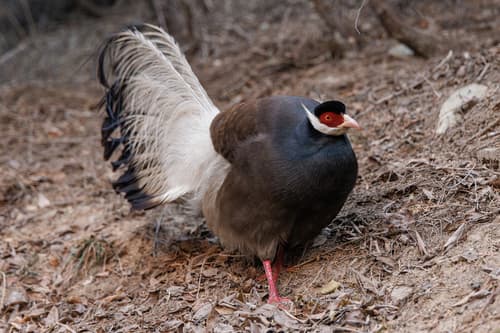 Brown Eared-Pheasant