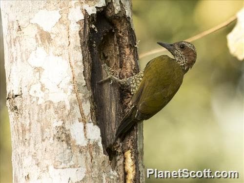 Brown-eared Woodpecker