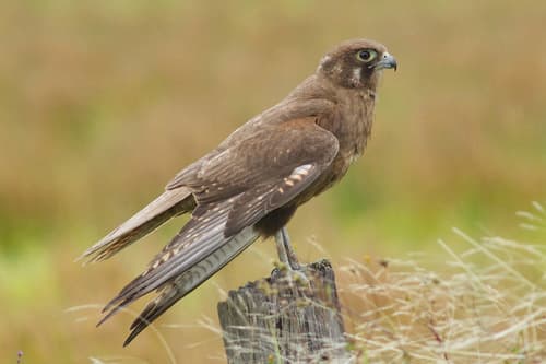 Brown Falcon