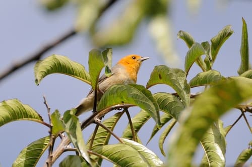 Brown-flanked Tanager