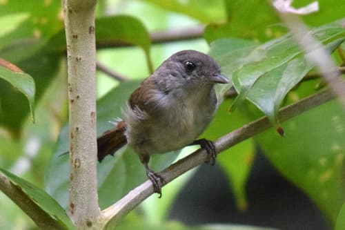 Brown Fulvetta