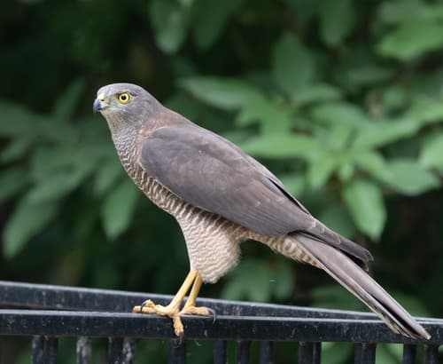Brown Goshawk