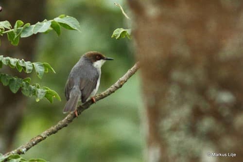 Brown-headed Apalis