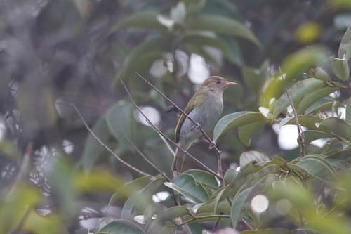 Brown-headed Greenlet
