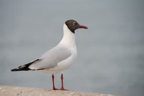 Brown-headed Gull