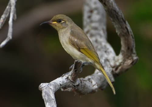Brown Honeyeater