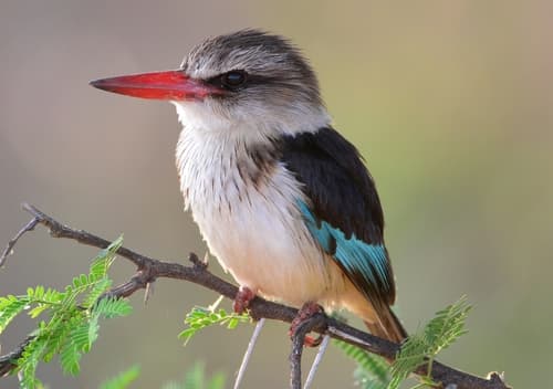 Brown-hooded Kingfisher