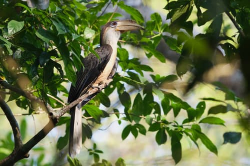 Brown Hornbill