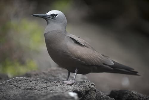 Brown Noddy