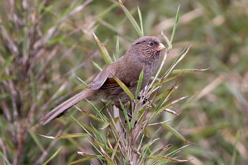 Brown Parrotbill