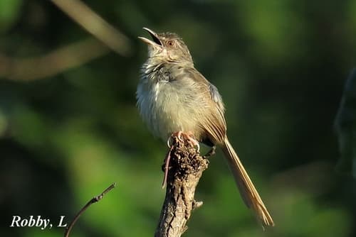 Brown Prinia