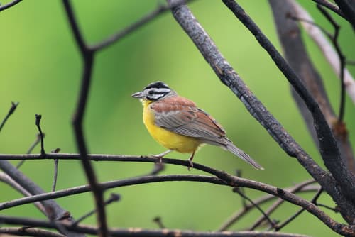 Brown-rumped Bunting