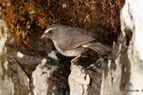 Brown-rumped Seedeater