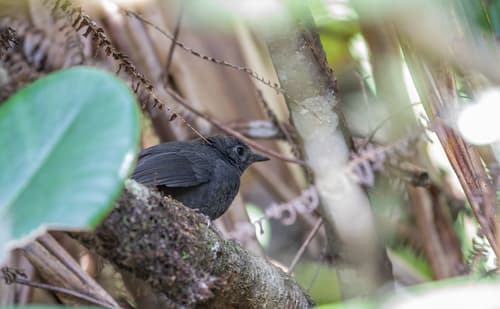 Brown-rumped Tapaculo