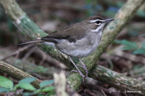 Brown Scrub-Robin