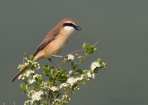 Brown Shrike