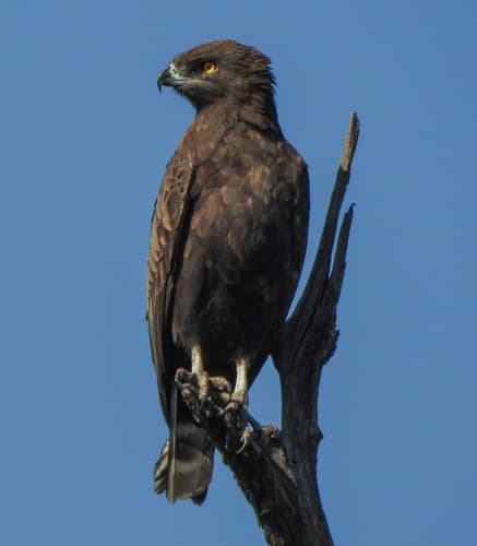 Brown Snake-Eagle