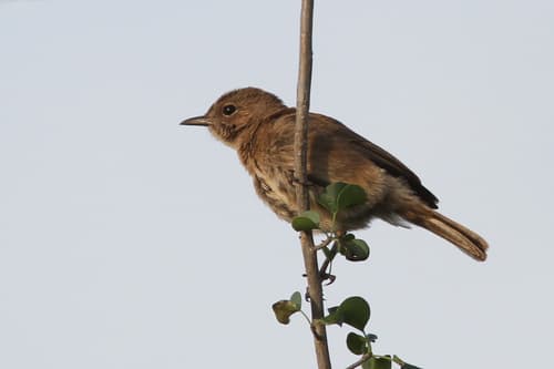 Brown-tailed Chat
