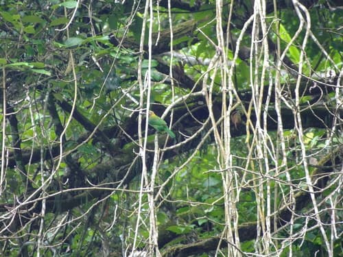 Brown-throated Barbet