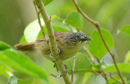 Brown Tit-Babbler