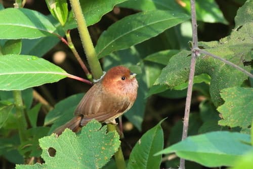 Brown-winged Parrotbill