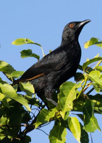 Brown-winged Starling