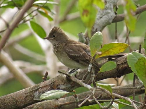 Brownish Elaenia