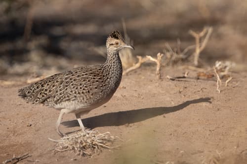 Brushland Tinamou
