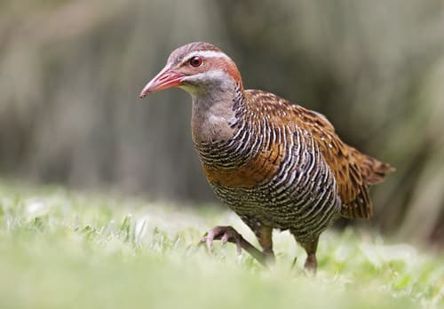 Buff-banded Rail