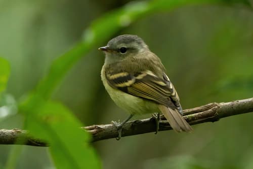 Buff-banded Tyrannulet
