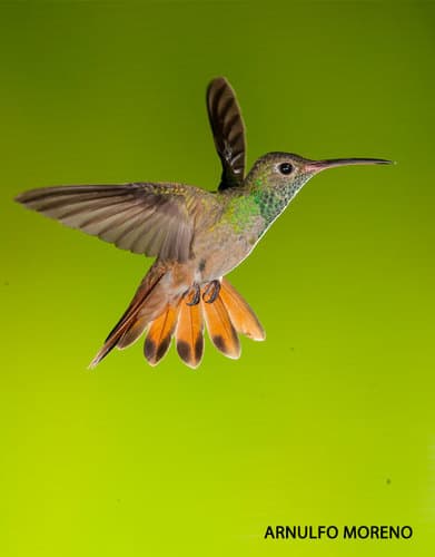 Buff-bellied Hummingbird