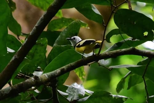 Buff-bellied Monarch