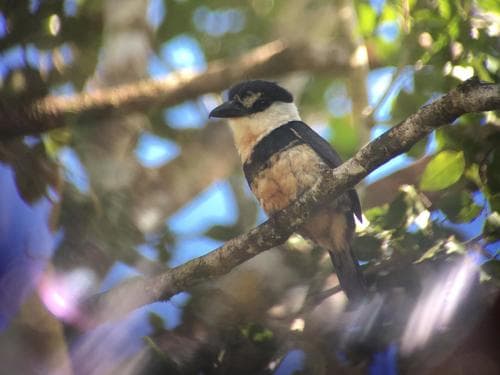 Buff-bellied Puffbird