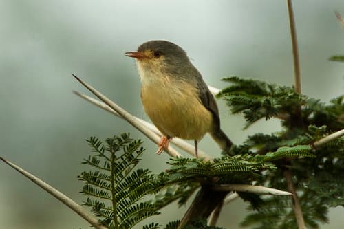 Buff-bellied Warbler