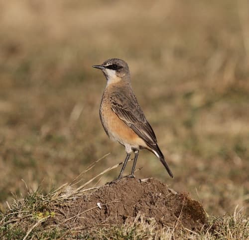 Buff-breasted Wheatear