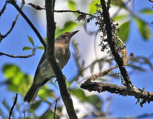 Buff-cheeked Greenlet