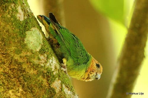 Buff-faced Pygmy-Parrot