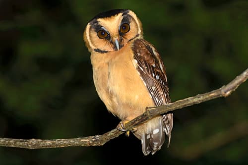 Buff-fronted Owl