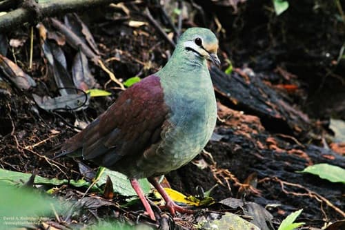 Buff-fronted Quail-Dove