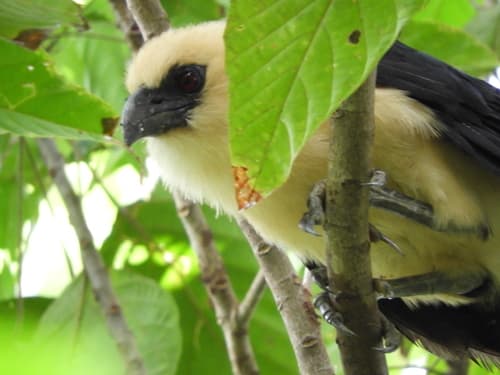 Buff-headed Coucal