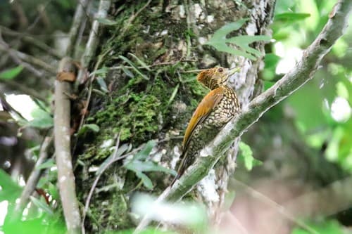 Buff-spotted Flameback
