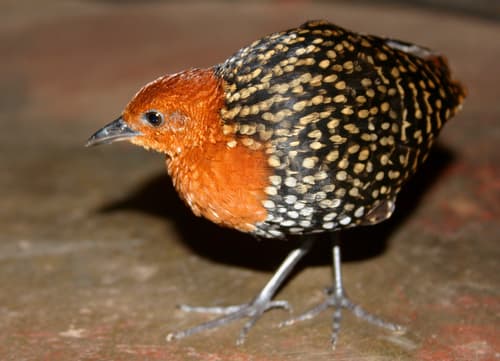 Buff-spotted Flufftail
