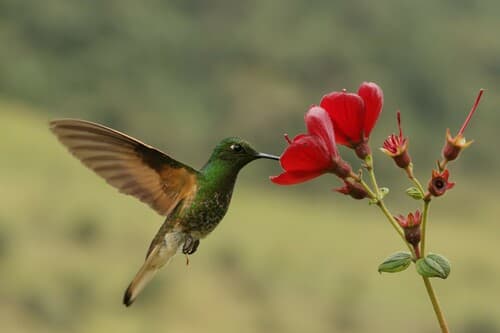 Buff-tailed Coronet